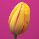 jennisheridan81@gmail.com's Avatar